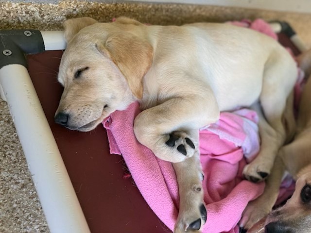 A sleepy yellow Labrador puppy rests on a bed with a pink blanket, showcasing its adorable features and peaceful demeanor.
