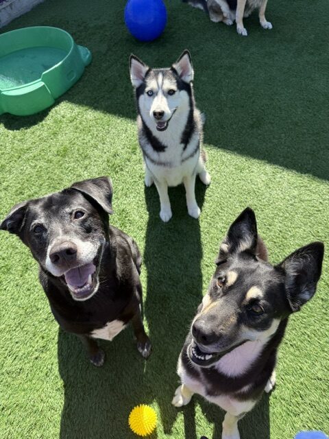 Three cheerful dogs on green grass: a black Labrador, a Siberian Husky, and a mixed breed, all looking up with playful expressions.