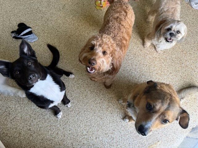 Four dogs of various breeds gather on a light-colored floor, looking up with excitement. Their expressions suggest they are anticipating treats or playtime.
