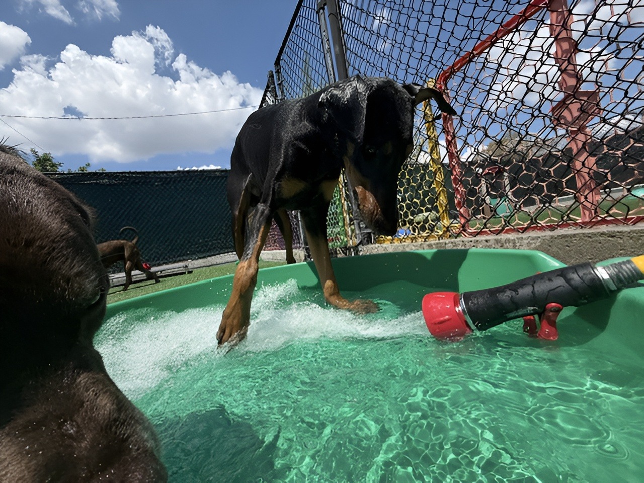 A playful dog splashes in a green kiddie pool, engaging with a hose spraying water, under a bright blue sky and fluffy clouds.