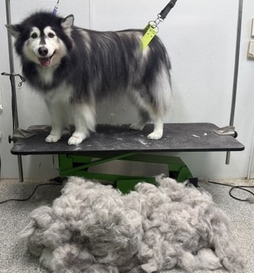 A furry dog stands on a grooming table, smiling after a grooming session, with a large pile of fur collected underneath.