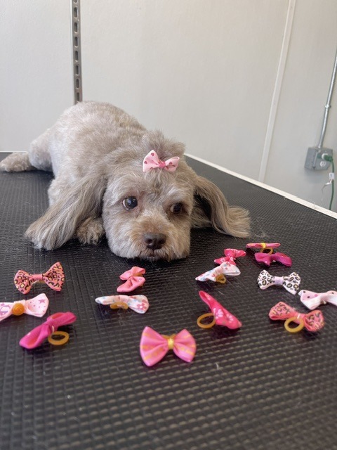 A small gray dog lies on a grooming table, looking at a variety of colorful hair bows scattered around it, ready for styling.
