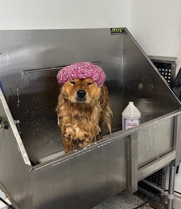A golden retriever in a shampoo bath, wearing a pink shower cap, enjoys pampering in a stainless steel grooming tub.