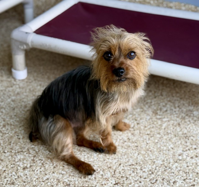 Small, fluffy dog sitting on a textured surface, with a raised bed in the background, showcasing its alert expression and playful demeanor.