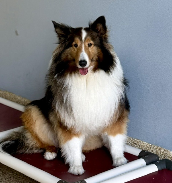 A fluffy collie sits on a raised platform against a gray wall, exuding a calm demeanor. This image highlights the dog’s friendly appearance.