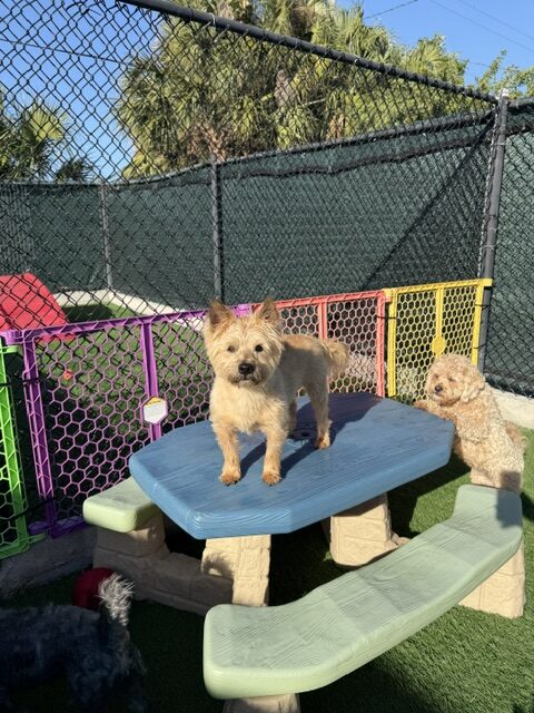 Two dogs play in an outdoor enclosure, one standing atop a blue picnic table while the other observes nearby. Colorful fencing surrounds the area, with grass underfoot.