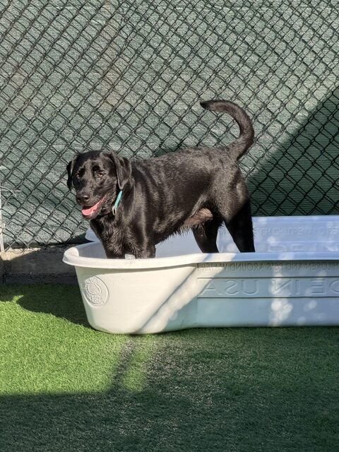 A playful black Labrador stands in a plastic tub, panting happily under sunlight, surrounded by a green turf and fenced area, showcasing a fun outdoor moment.