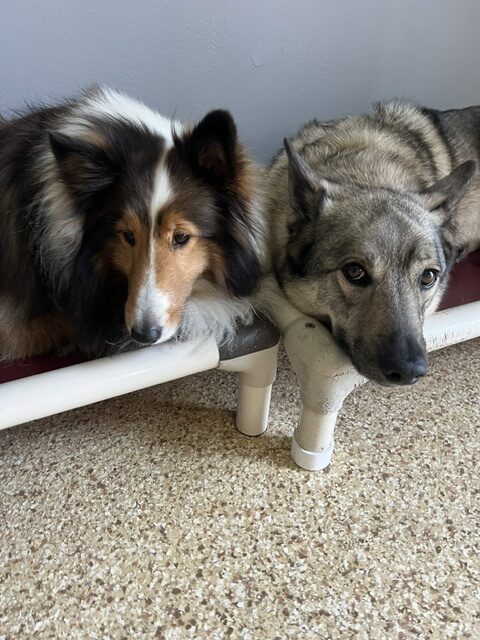 A rough-coated collie and a Norwegian Elkhound lie side by side on a bench, both looking calmly at the camera in a cozy indoor setting.