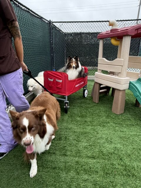 A brown and white dog walks alongside a caregiver in a play area, while a collie rests in a red wagon. Play structures are visible in the background.
