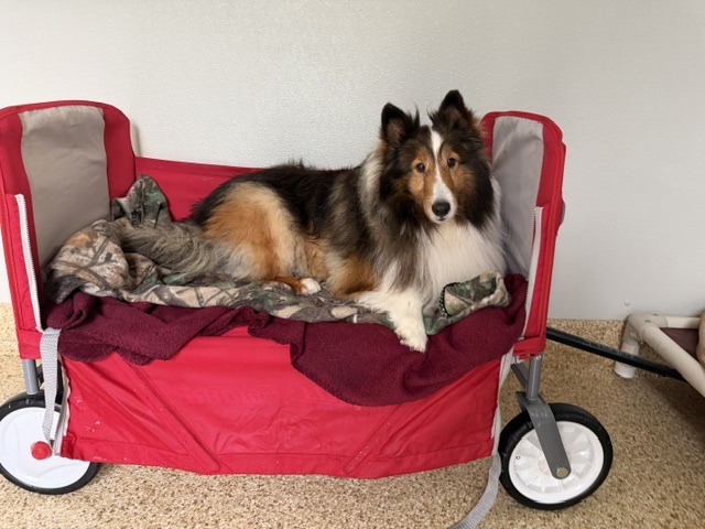 A Shetland Sheepdog relaxes on a red pet wagon, surrounded by blankets, showcasing a cozy and comfortable resting spot.
