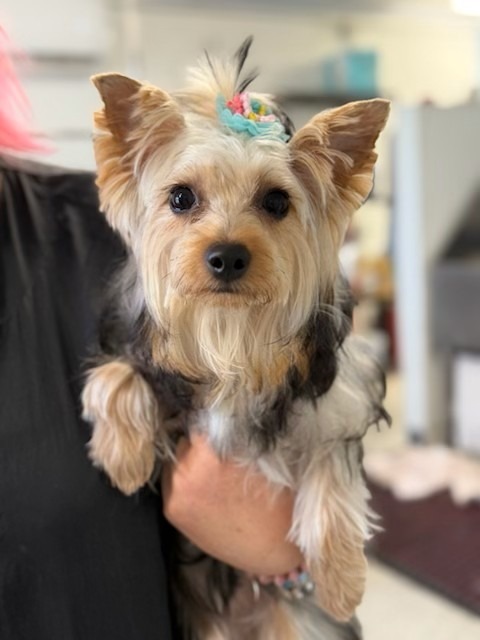 A small, fluffy Yorkshire Terrier being held by a person, featuring a colorful hair accessory. The setting appears to be a grooming salon.