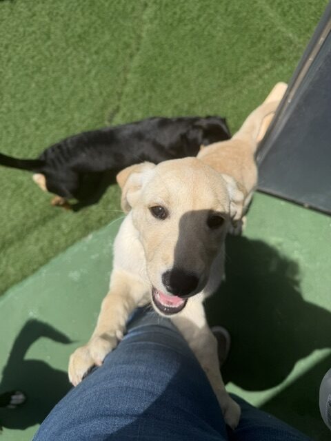 A playful light-colored puppy leans against a person's leg, smiling up at the camera, while two other dogs play in the background on green grass.