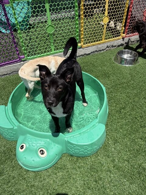 A black dog stands in a green turtle-shaped pool on artificial grass, enjoying a sunny day at a pet play area. A light-colored dog is in the background.