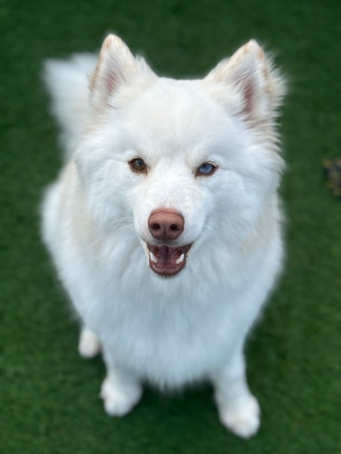 Fluffy white Samoyed dog with a happy expression, standing on green grass. This image showcases a friendly pet, perfect for a dog-related article.