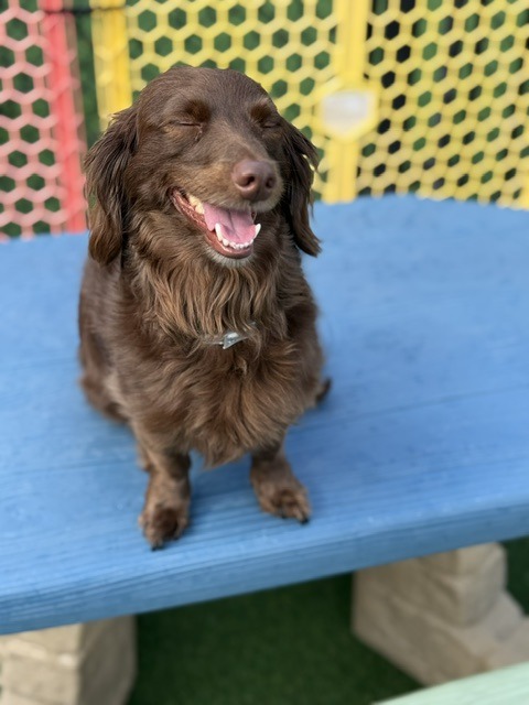 A smiling brown dog with closed eyes sits happily on a blue platform, surrounded by colorful netting, showcasing a joyful moment in a playful environment.