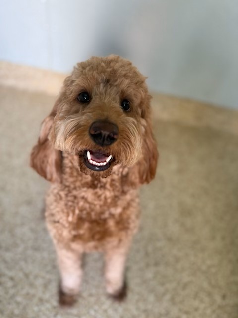 A cheerful brown dog stands on a light-colored floor, looking up with a big smile. The image conveys a sense of joy and companionship.