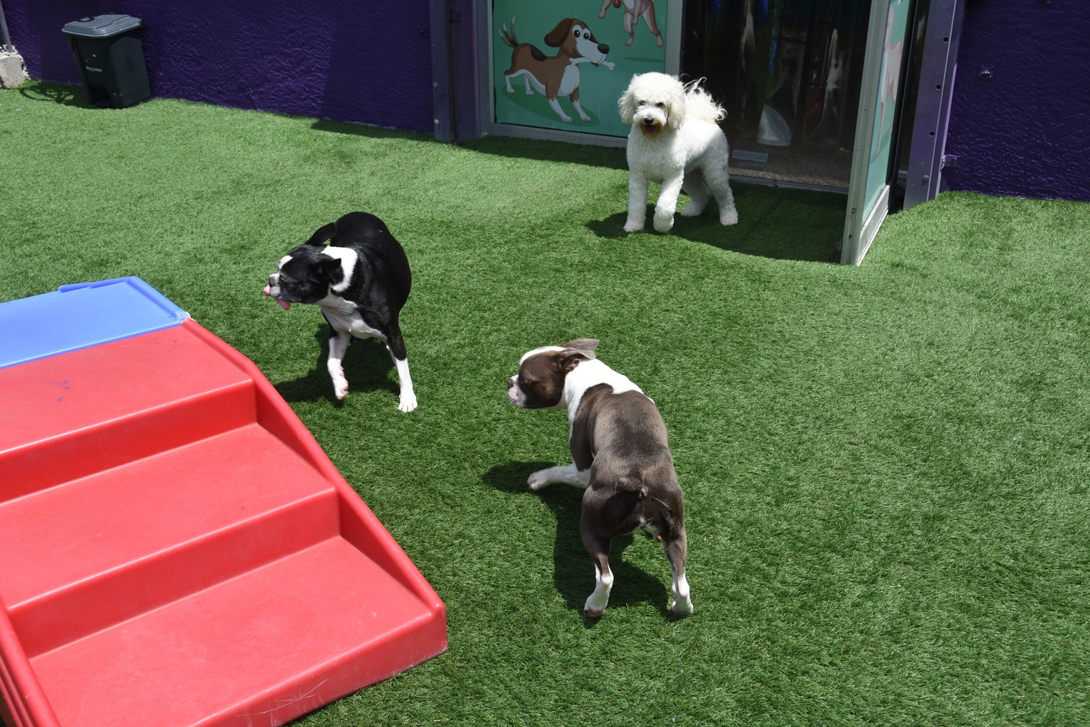 Three dogs play on artificial grass in a pet daycare. A black and white dog runs past a brown puppy, while a fluffy white dog observes.