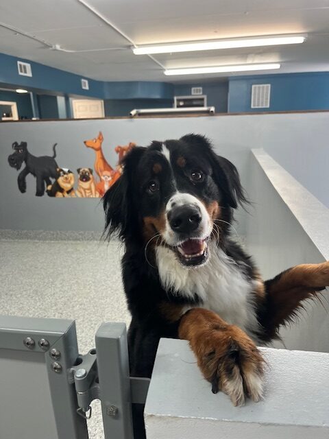 Bernese Mountain Dog standing indoors