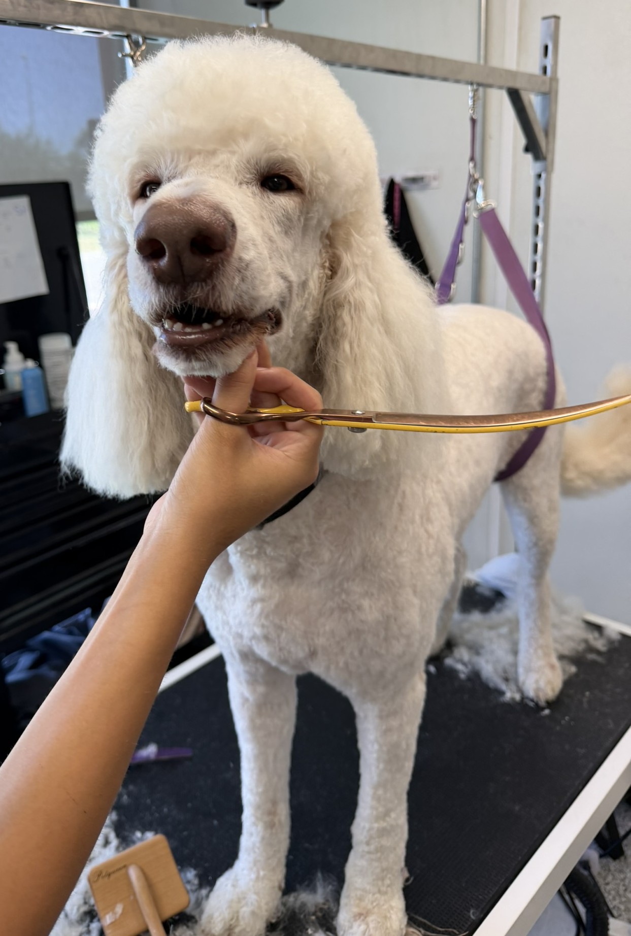 White poodle receiving grooming treatment